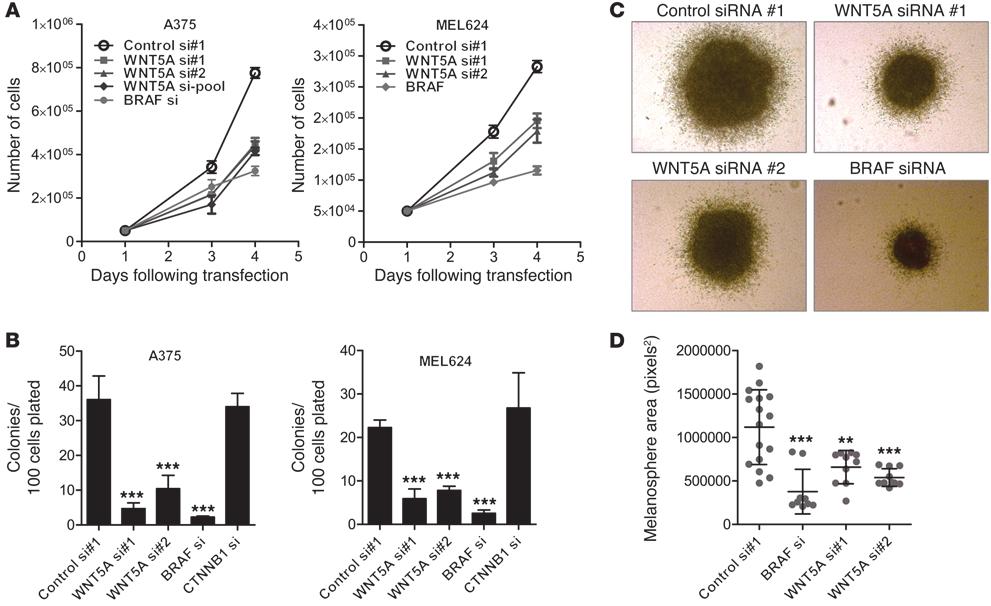Figure 2 WNT5A loss of function reduces melanoma cell number.