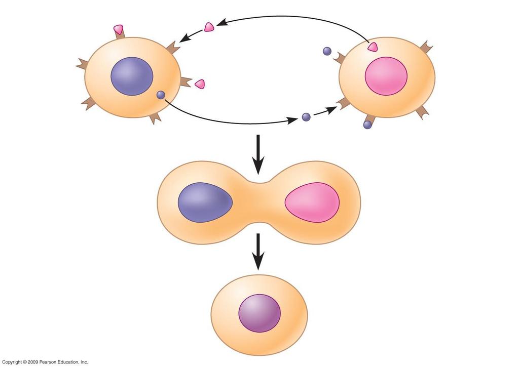 Receptor a factor Yeast cell, mating