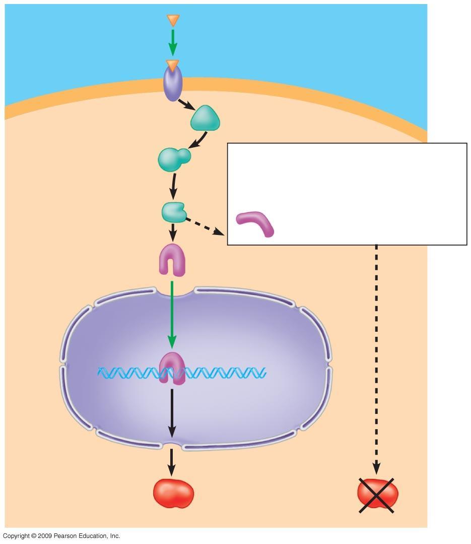 Growth-inhibiting factor Receptor Relay proteins Transcription factor (activated) Nonfunctional transcription factor (product of faulty p53 tumor-suppressor gene)