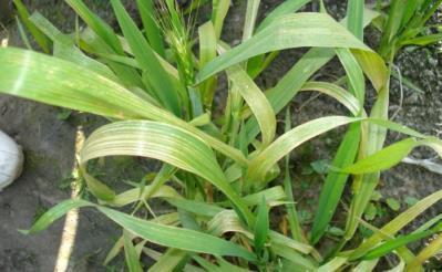 Manganese Deficiencies Appear first on younger