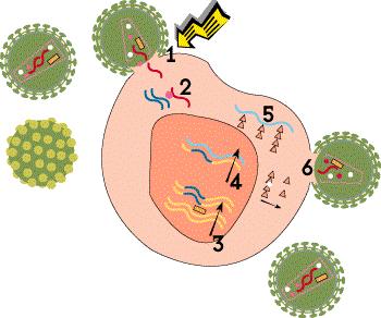 Chapter 1. Introduction image from http://www.aidsmeds.com/lessons/lifecycle1.htm Fig. 1.1 The HIV life-cycle.
