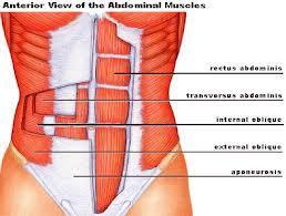 THORACIC WALL, ABDOMINAL REGION, MUSCLES OF THE VERTEBRAL