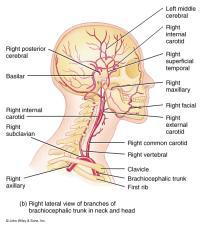 Carotid Sinus Central Nervous System