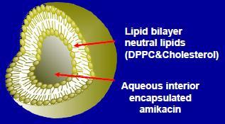 Liposomal amikacin pre-clinical summary Liposomal amikacin sustained release formulation developed for inhalational Rx of lung infection Key features Charge neutral highly biocompatible liposomes