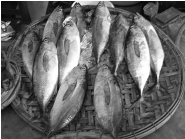 Ngộ độc histamin khi ăn cá thu, cá ngừ? Do histidin bị vi khuẩn khử carboxyl thành histamin. Cá ươn có nhiều histamin Phòng tránh: bảo quản lạnh Gần 1.