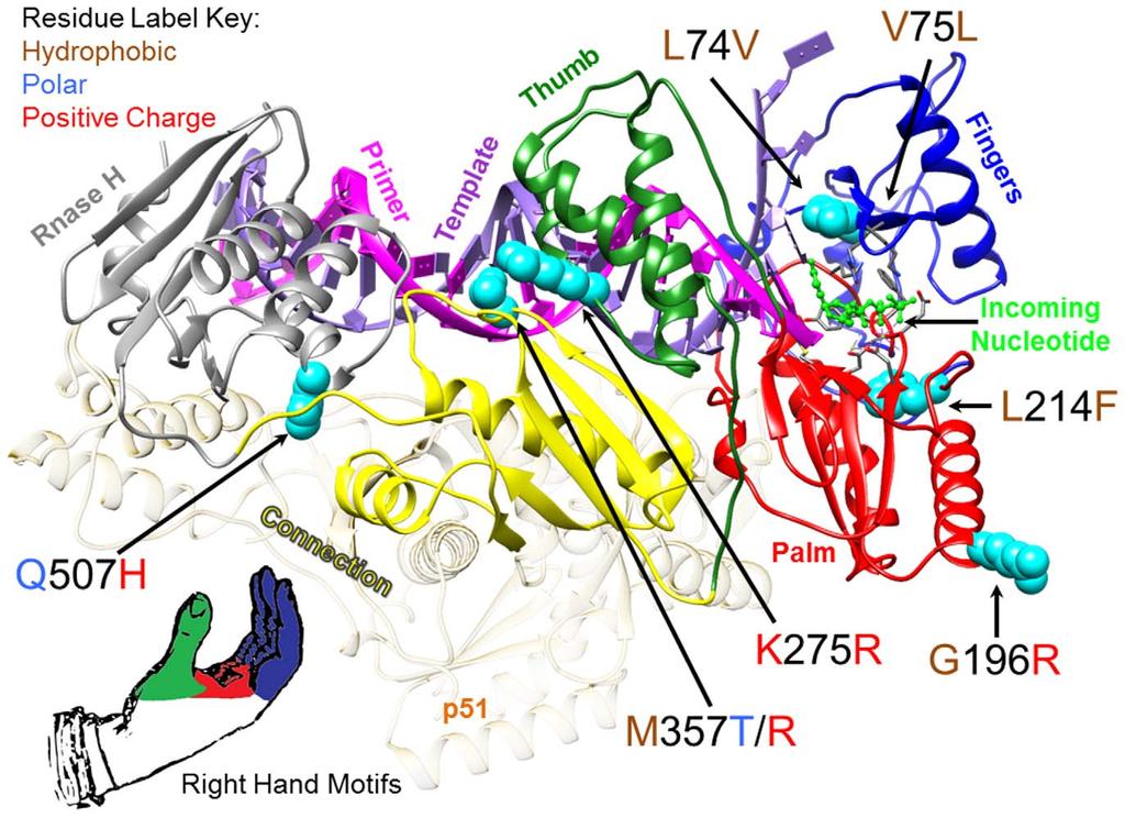 Figure 1. HIV-1 Reverse Transcriptase (RT) showing amino acid substitutions detected in RT-SHIV high virus load rhesus macaques.