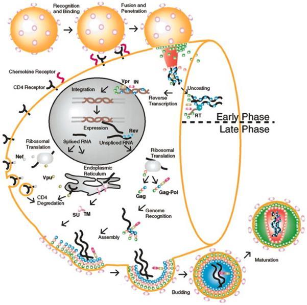Figure 2. Viral Life Cycle from infection to HIV-1 budding.