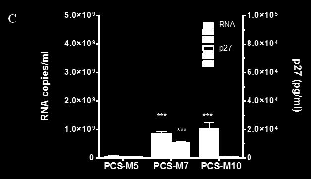 Figure 9. Virus content of transfection derived SIVmac239 PCS double mutant stocks.
