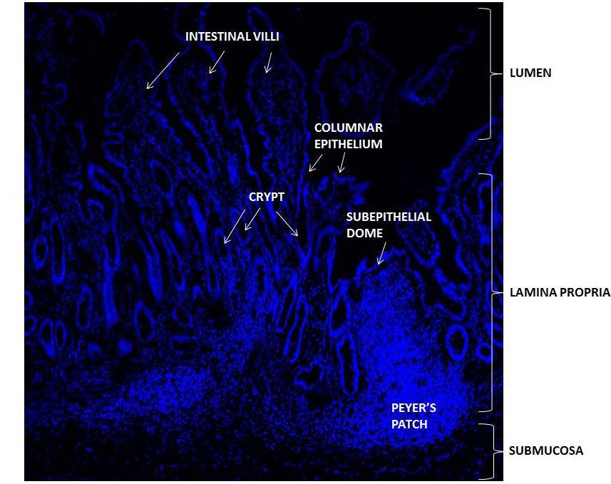 Figure 1. Basic structural features of rhesus macaque terminal ileum. PFA fixed terminal ileum was sectioned to a thickness of 7µm, stained, and visualized by confocal microscopy.
