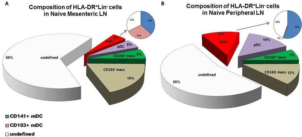 CD103 + CD3 - cells. Figure 5C displays a population of co-labeled CD103 + CD3 + T cells and singly labeled CD103 + cells, likely mdc. 4.1.1 Summary of Aim 1 results Figures 6A and B present a holistic summary of the composition of HLA-DR + Lin - cells in healthy mesenteric and peripheral LN.