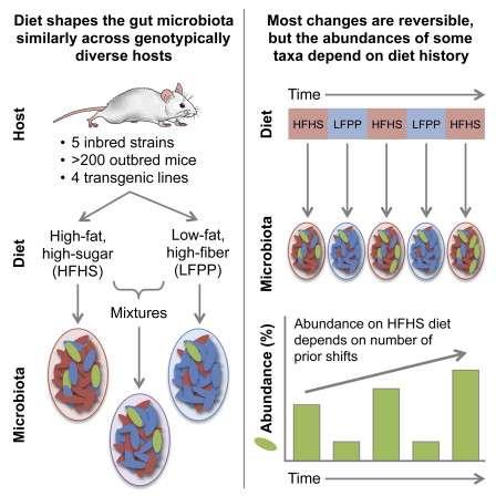 How does diet change the Microbiome Diet effect on the fecal microbiota of five strains of IBD mice mice deficient for genes relevant
