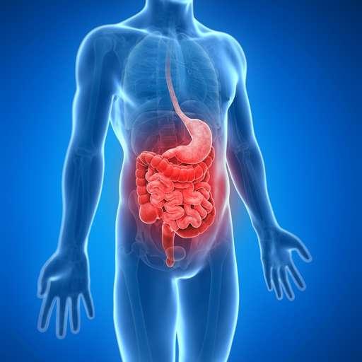 Intestinal Health Lining of the Gut