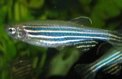 No. 23 Zebrafish early larval stage test acc.