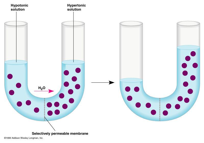 Diffusion through semipermeable membrane We say, the more concentrated solution is hypertonic with respect to solution less rich in the impermeant substance.
