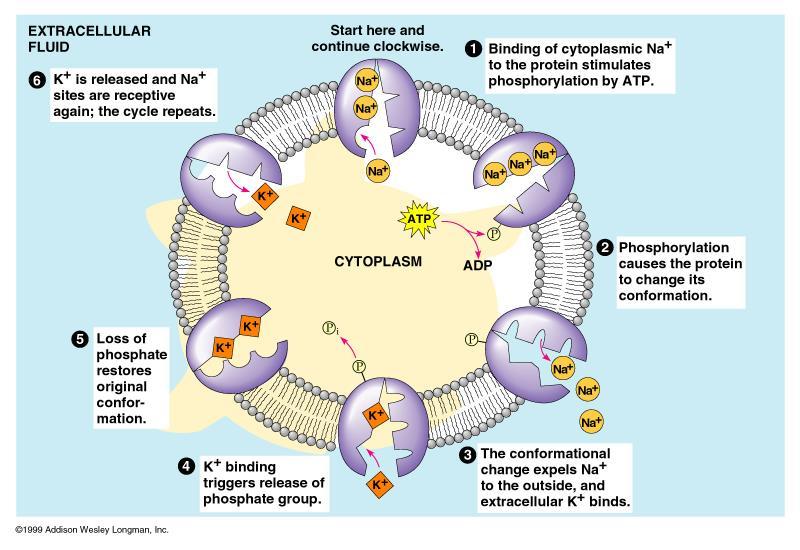 Mechanism: inside of the cell, Na binding triggers phosphorylation by ATP eversion to outside of the cell Na release K binding triggers dephosphorylation inversion to inside of the cell K release.