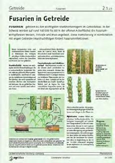 Effect of the cropping system on FG incidence and DON in wheat