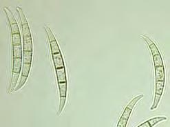 Pasquali 7 Wheat monitoring 27-214 Ratio of different Fusarium species (n=686) 1% 1%