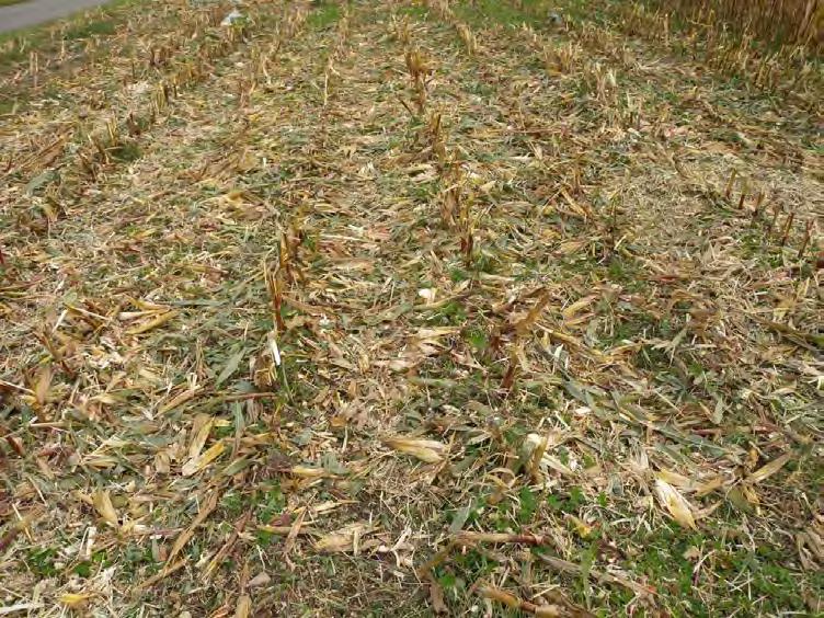 precrop and tillage on FG
