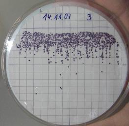 Stx-production / stx-gene(s) Bacteria from meat after 6h enrichment plated on