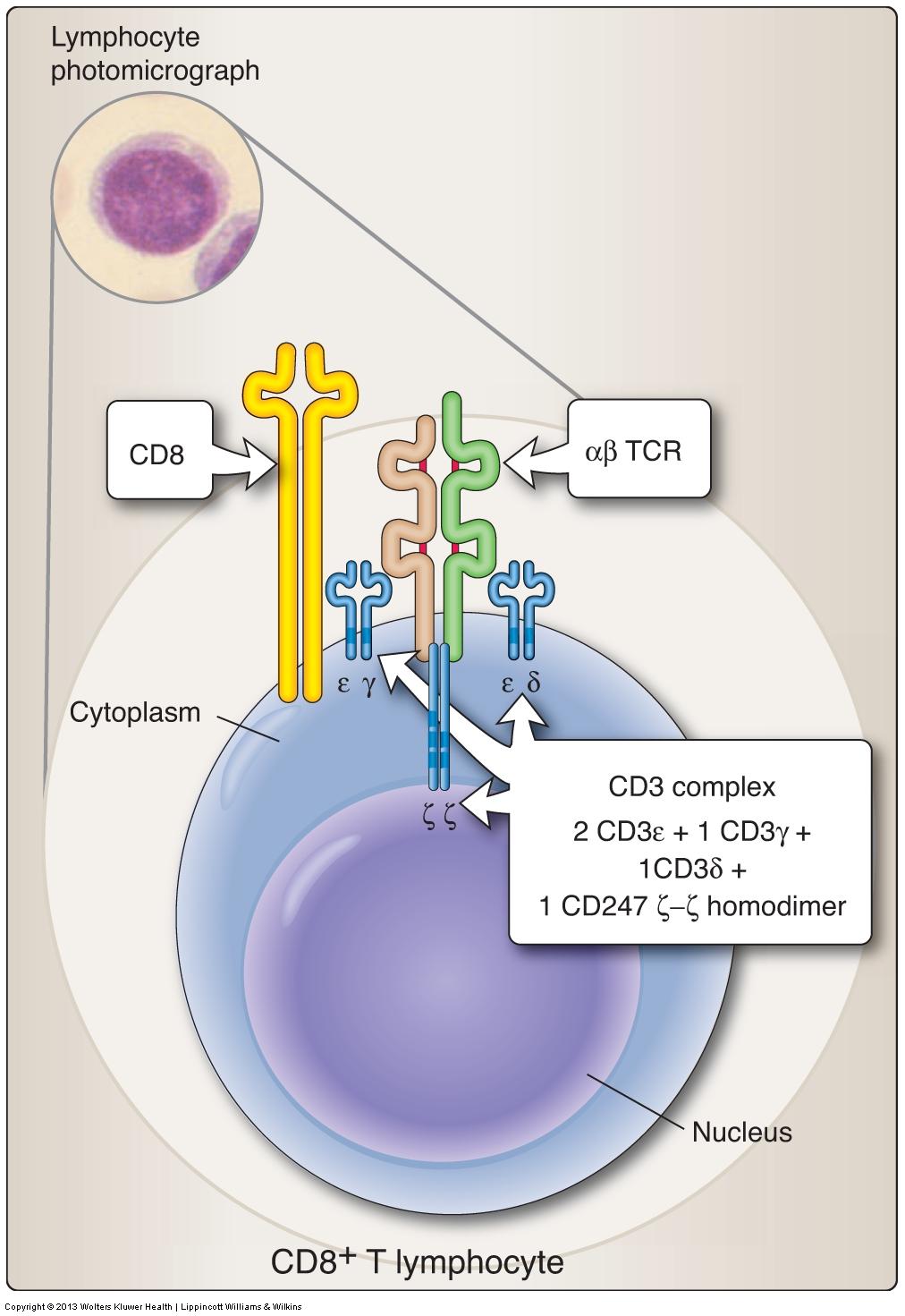 virus, cancer + CD4 T cells Comprise two thirds of all T cells Recognize antigen in complex with Class II MHC