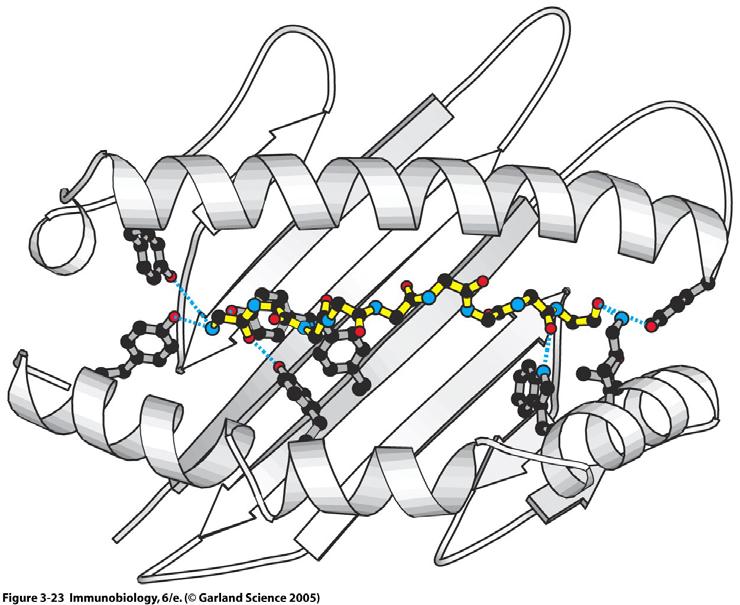 Linear T epitope Figure peptide bound