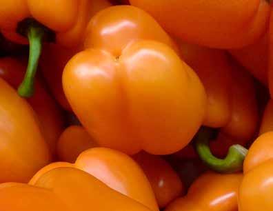 Tomato Pepper (Water)melon Cucumber Rozes Carnation SOLA CURBI ROCA CAL Ca and Mg supply 14-10-26 17-8-22 17-8-20 13-7-20 Content: % % % % Nitrogen (N), total: 14 17 17 13 Nitrate Nitrogen (N-NO3)