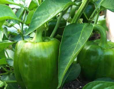 Tomato/Pepper Cucumber/Melon ADVANTAGES: GROGREEN SUBTIL SOLA 14-10-26 17-8-22 Content: % % Nitrogen (N), total: 7,4 9,4 GROGREEN SUBTIL CURBI Well considered GROGREEN SUBTIL formulations exist for a