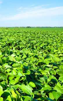 symptoms chlorosis in younger leaves stunted growth delayed maturity lodging increased disease susceptibility cereals: poor grain production and filling fruits: small,