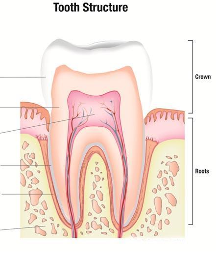 Tooth structure Composition Human teeth are made up of different layers and materials. These include the crown and the root, enamel, dentine, pulp, cementum, periodontal ligament and bone.