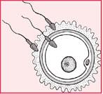 Epididimis à Vas Deferens iv) Testes à Vas Deferens à Epididymis à Urethra The female menstrual cycle is set up to prepare