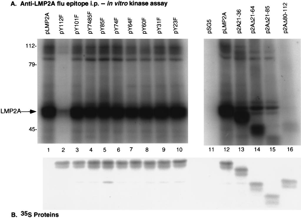 VOL. 72, 1998 FUNCTION OF TYROSINE 112 OF LMP2A 7799 FIG. 2. LMP2A expression and LMP2A phosphoprotein immune complexes in transfected BJABs.