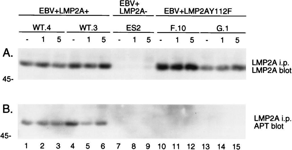 VOL. 72, 1998 FUNCTION OF TYROSINE 112 OF LMP2A 7801 FIG. 4. LMP2A expression in EBV LMP2A and EBV LMP2AY112F LCLs.