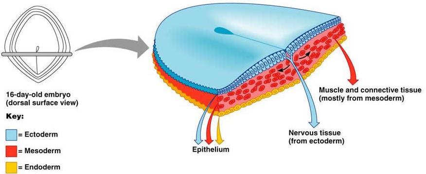 Features of Epithelium Epithelium occurs in the body as a sheet of cells that covers a body