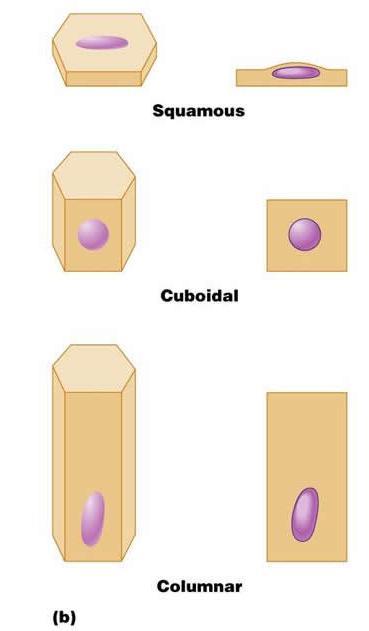 Terms referring to the cell shapes Squamous = flat Cuboidal = cube