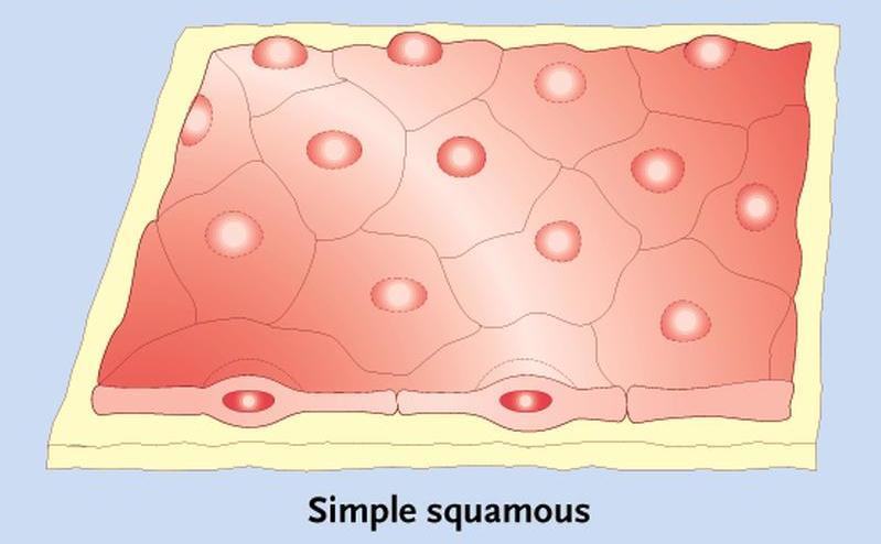 Simple Squamous Epithelium Participates in the formation of blood tissue barriers.