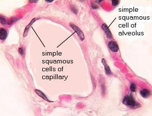 Naming of the simple squamous epithelium depends on the location: Endothelium is