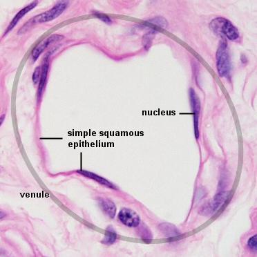 Mesothelium is the epithelium forming serous membrane lining internal body
