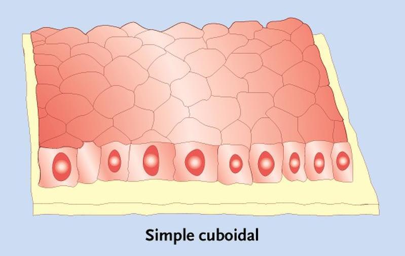 Simple Cuboidal epithelium Structure : Single layer of cube shaped cells.