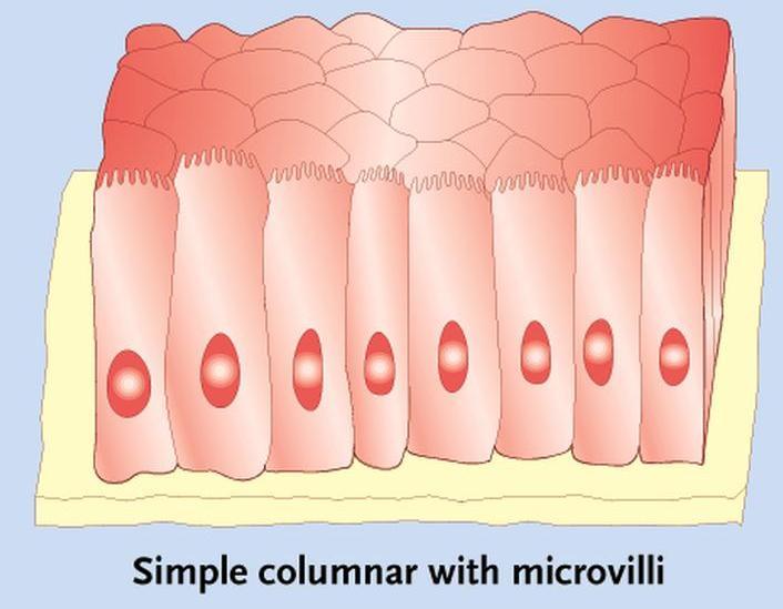 Simple Columnar Epithelium Structure : Elongated layer of cells with nuclei at same level.