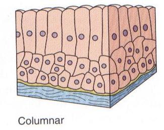 Stratified Columnar Epithelium Structure: Several