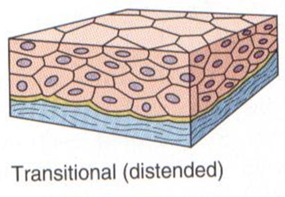 Transitional Epithelium Structure: Many layers Function : Allows