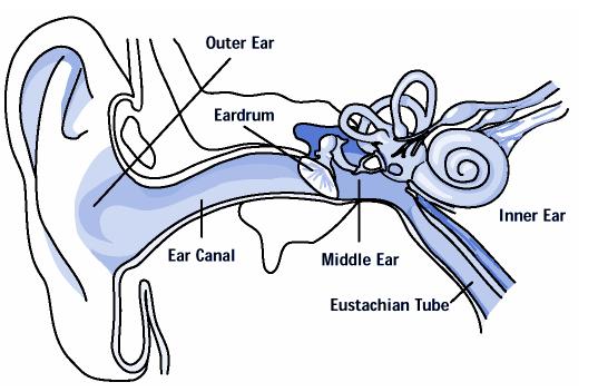 THE MECHANICS OF HEARING THE EAR AND ITS PARTS The human ear can detect sound of frequencies from about 20 Hz to 20,000 Hz.