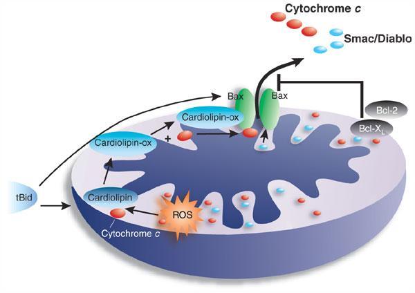 Mitochondria: A Storehouse of Apoptotic Factors Cyto c: member of electron transport chain that triggers apoptosome formation and caspase-9 activation if released into cytosol.