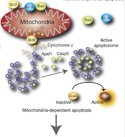 The Apoptosome: A Platform for Caspase Activation Reprinted by permission from Macmillan