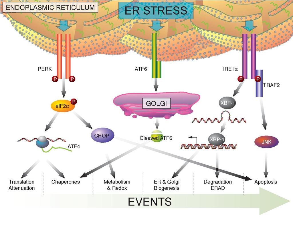 The Unfolded Protein Response an ancient stress signaling pathway Current Molecular