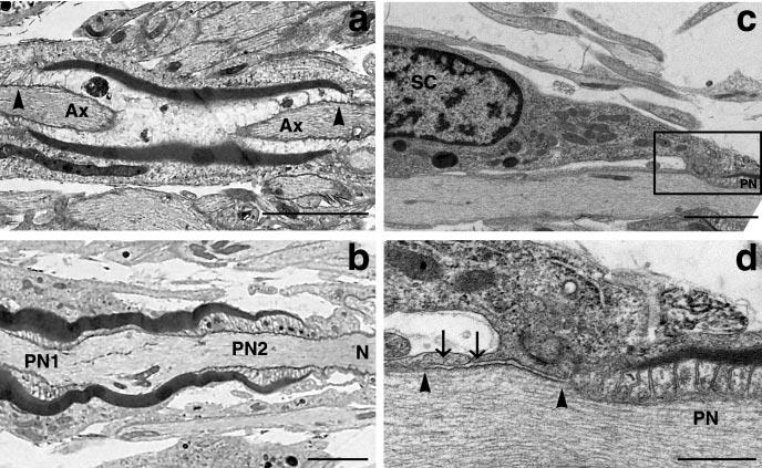 Melendez-Vasquez et al. Rho and ROCK Regulate Myelination J. Neurosci., April 21, 2004 24(16):3953 3963 3959 Figure 5. Abnormalities in the ultrastructure of myelin in treated cultures.