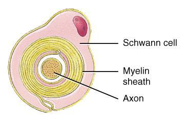 Neuroglial Cells (PNS): Schwann Cell Cells encircling PNS axons Each