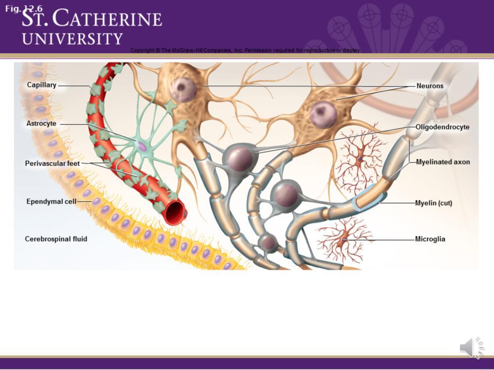 Here is a diagram of the neuroglia cells in