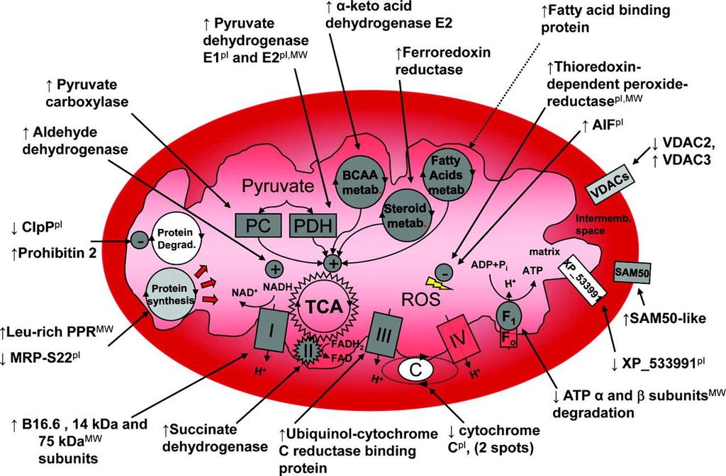 Mitochondrial protein changes with CRT
