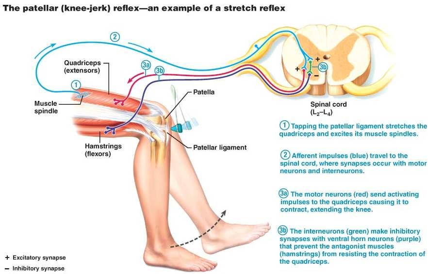 Five components of a reflex arc a. Receptor: transduces the stimulus into an electrical impulse b. Sensory neuron: conducts the impulse to the CNS c.